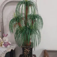 نخل خرما