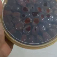 پخش خرما برحی لوکس دستچین شلهه تناژ