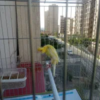 قناری ماده جیبوس کار داده
