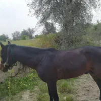 عرب مصری