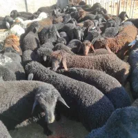 بره بندری