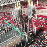عروس هلندی سالم