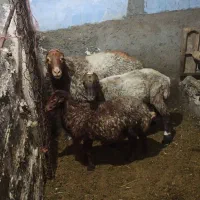قوچ|حیوانات مزرعه|بیلوار, |دیوار