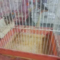 فنچ نژاد خارجی
