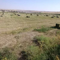 یونجه|لوازم جانبی حیوانات|بیجار, |دیوار