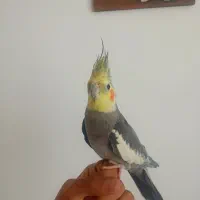 عروس هلندی نر سخنگو
