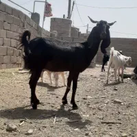 یک بز رشتی هیکل دوقلوزا