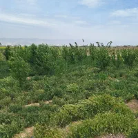 فروش-زمین-باغی