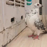 بزک سبز ماده چپ دم سبز ماده
