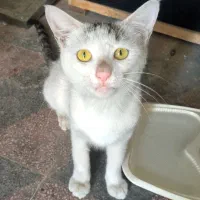 گربه ماده آرام