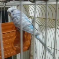 مرغ عشق نر