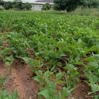 لوبیا سبز محلی درجه یگ