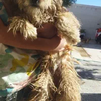 سگ شیتزو|سگ|زرند, |دیوار