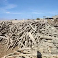حرص درختان خرید انواع درخت