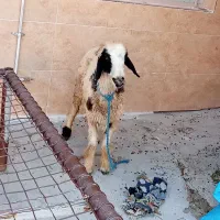 میش ته پیسه