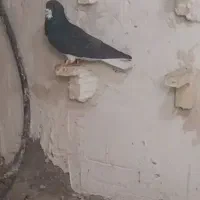 کفتر