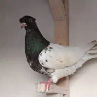 کله مشکی جوانه دوکاکل