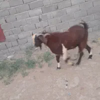 بزه