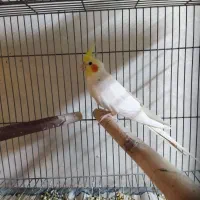 عروس هلندی کوتوله مرغ عشق فنچ قناری