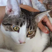 گربه یکساله dsh