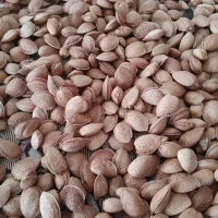 بادام تازه امسال