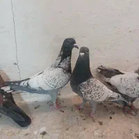 کبوتر طاووسی