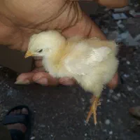 جوجه محلی لری