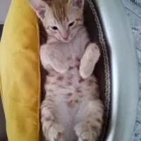 بچه گربه