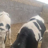 گوساله نر 2راس