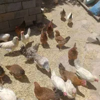 فروش مرغ تخم گذار و جوان