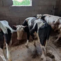 فروش گوساله نر سمینتال ریز ودرشت
