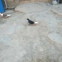 کبوتر  اشعل
