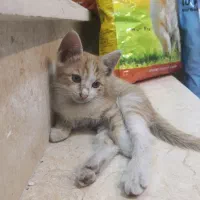 واگذاری رایگان گربه