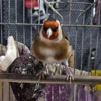سهره نر