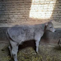 کوساله نر شاروله درجه یک