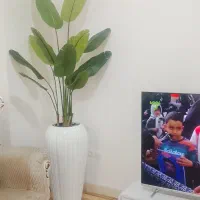 در حد نو