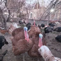 فروش بوقلمو