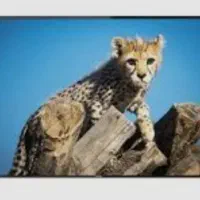 تلویزیون ۴۳ اینچ سام در حد اکبند