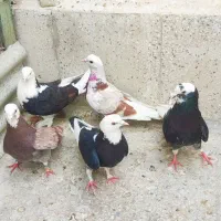 کفتر کبوتر گرفتنی زردی سبز پاکستانی هما کهنه جوجه