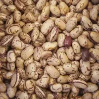 فروش لوبیا چیتی