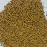 بذر یونجه وارداتی اصل با ضمانتی