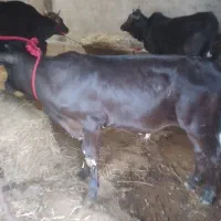 گاوگیل دورگ  ۳ ماه حامله با گوساله نر دورگ