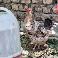 مرغ بومی