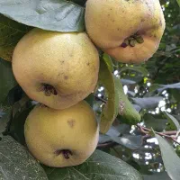 چند کیلو میوه بِه محلی به فروش میرسد