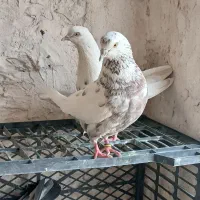 نروماده خال قدیم