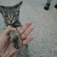 گربه خانگی تازه متولد شده