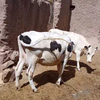 گاو|حیوانات مزرعه|جلگه ماژان, |دیوار