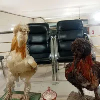 مرغ خروس دکوری