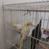 سه عدد عروس هلندی