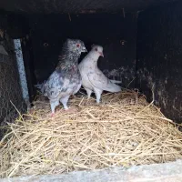 کبوتر|پرنده|کوچصفهان, |دیوار